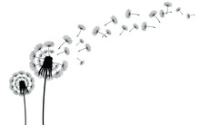 Vector Dandelion Blowing Silhouette. Flying Blow Dandelion Buds Black Outdoor Decoration On White.
