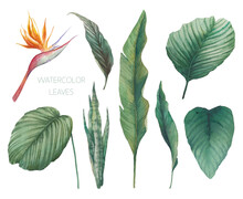 Tropical Leaves Set. Hand Painted With Watercolor Floral Clip Art: Objects Isolated On White Background.