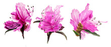Set Of Botanical Macro Illustrations Of The Ledum Flowers. Beautiful Watercolor Illustration Of Rhododendron Dauricum. Horizontal  Hand-drawn  Frieze Pink Spring Flowers On A White Background.