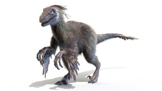 3d rendered illustration of a Velociraptor