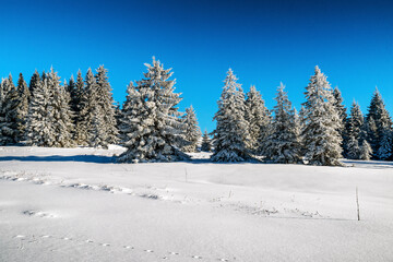 Wall Mural - Snowy frozen trees in winter forest