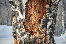 Damaged Birch Tree Bark Close-up. Snowy Winter