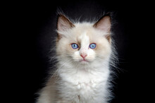 Portrait Of A Kitten