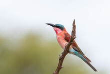 Southern Carmine Bee Eater Sitting On A Branch In Kruger National Park In South Africa