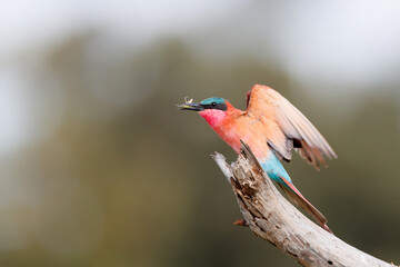 Poster - Southern carmine bee eater with a grasshopper is sitting on a branch in Kruger National Park in South Africa