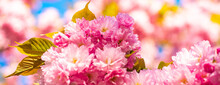 Spring Banner, Blossom Background. Cherry Blossom. Sacura Cherry-tree. Spring Cherry Blossoms, Pink Flowers. Blooming Sakura Blossoms Flowers Close Up With Blue Sky On Nature Background.