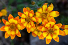 Bright Orange-yellow Gazania Flowers Against A Background Of Green Leaves.