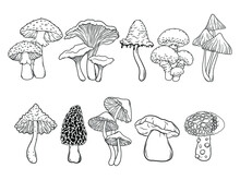 Set Of Different Mushrooms. Collection Of Stylized Edible Or Psychedelic Mushrooms. Vector Illustration On White Background. Linear Art. Tattoo.