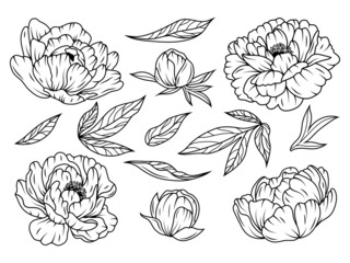 Wall Mural - Set of beautiful peony. Collection of peony flower buds and leaves. Botany. Design for a t-shirt. Wedding flower. Vector illustration of floral decoration for print.