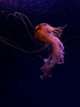 Red Jellyfish With Long Tentacles In An Aquarium In A Romantic Atmosphere, Jellyfish Museum In Kiev
