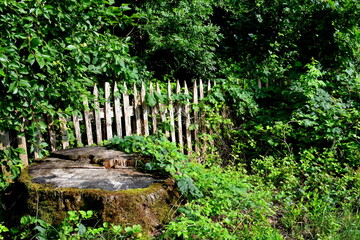 Wall Mural - A view of a stump of a chopped down tree with moss and shrubs covering it from all sides located next to a dense orchard or forest with the remnants of a wooden fence or decorative element seen