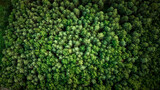 Fototapeta Las - Vue de drone sur une forêt, France