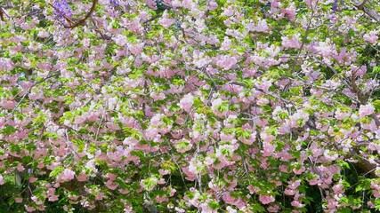 Wall Mural - Beautiful cherry blossom flowers in full bloom, swaying in wind. Yae sakura flowers in book at springtime.