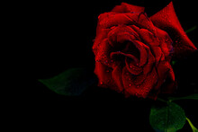 Bright Red Rose With Water Drops On A Black Background. Close-up Of A Rose.
