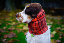 Autumn Red Scarf Wearing Dog