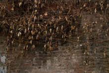 Dry Withered Brown Leaves On Old Brick Wall Background. Withered Gac Fruit Leaves.