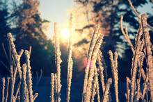 A Calm, Frozen Winter Scene. Amazing Nature Background. Frozen Grass At Sunrise Close Up