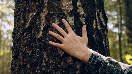 Wall Mural - Hand touch the tree trunk. Man hand touches a pine tree trunk, close-up. Human hand touches a tree trunk. Bark wood. Wild forest travel. Ecology - a energy forest nature concept..