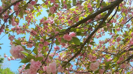 Wall Mural - Walking through under beautiful cherry blossom flower tunnels. P.O.V shot.
Yae sakura flowers in book at springtime. 
