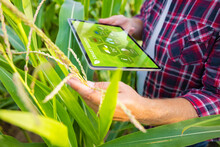 Farmer In Corn Field Using Digital Tablet For Smart Farming