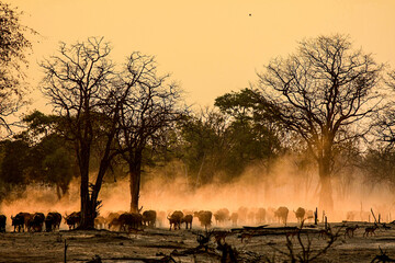 A herd of Buffalo raises the dust in the early morning sunlight of South Luangwa National Park in Zambia.