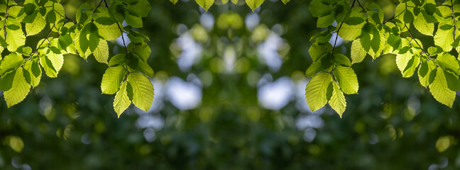 Sticker - Banner green leaves on the branches of a spring tree.