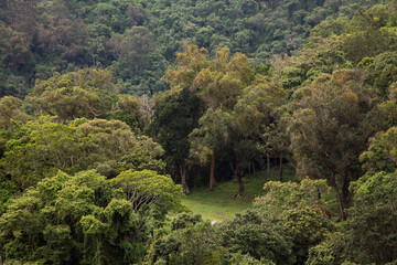 Wall Mural - Green places full of peace of mind in el avila public park. Traveling through Caracas, knowing biodiverse recreation areas in Venezuela