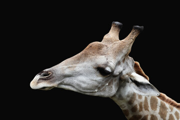 Portrait of a giraffe head against green background