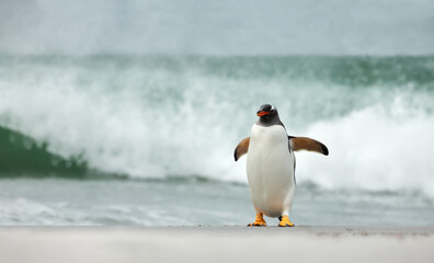 Wall Mural - gentoo penguin walking on a sandy beach against big waves