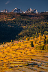 Autumn views of the Tatra Mountains from the surrounding hills. You can see the contrast between the snow above and the yellow leaves below.