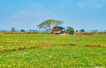 Wall Mural - Village house under the tree, Bago Region, Myanmar