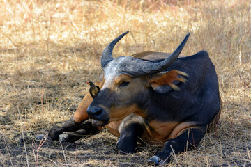 safari with buffalo