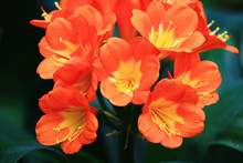 Beautiful View Of Blooming Colorful Fire Lily(Clivia,Benediction Lily,Bush Lily,Flame Lily,Red Bush Lily,Boslelie) Flowers,close-up Of Orange With Yellow Flowers Blooming In The Garden 
