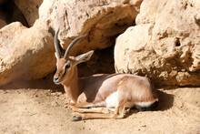 The Common Gazelle (Latin - Gazella Gazella) Resting Next To The Stones