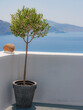 Santorini Potted Olive Tree