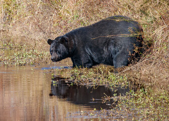 Sticker - Black bear in field cooling in water