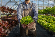 Man Farmer With Lettuce Leaves In Hothouse