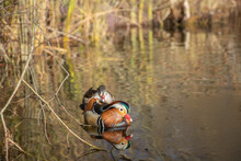 Pair Of Mandarin Ducks (Aix Galericulata) Swimming Near The Shore Overgrown With Reeds.