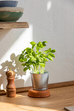 Pot With Basil On Wooden Table In Kitchen