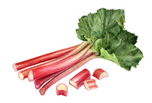 Rhubarb Composition Watercolor Illustration Isolated On White Background.