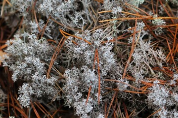 Soft Cladonia is a species of lichen of the genus Cladonia. 