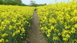 Small way between two  fields of yellow rapeseed flowers in Germany, Schleswig-Holstein