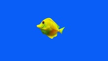 Yellow Tang Fish Aquarium Video, FISH Animation, Fish Swim Blue Screen Video, 3D Animation, Underwater, Single And Group, Near Camera, Aquatic Animals, 4K Footage
