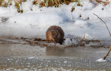 Wall Mural - Muskrat in icy river eating