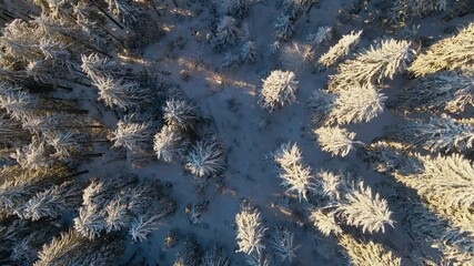 Canvas Print - Panning above pine trees in winter. Aerial footage