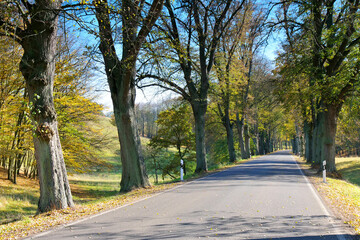 Poster - Lindenallee im Herbst - a lime tree avenue in autumn