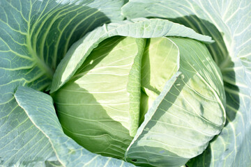 Wall Mural - White cabbage close-up in the summer in the garden