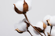 branch of cotton in a black matte vase. spring collection for greeting cards and desktop wallpapers. concept: decor for the interest of the living room