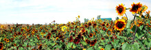 Field Of Sunflowers, Yellow With A Blue Sky. Social Media And Web Banner Background Cover Image.