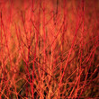 © Chris Lawrence - Sunlit stems of Cornus sanguinea 'Anny's Winter Orange' in a garden